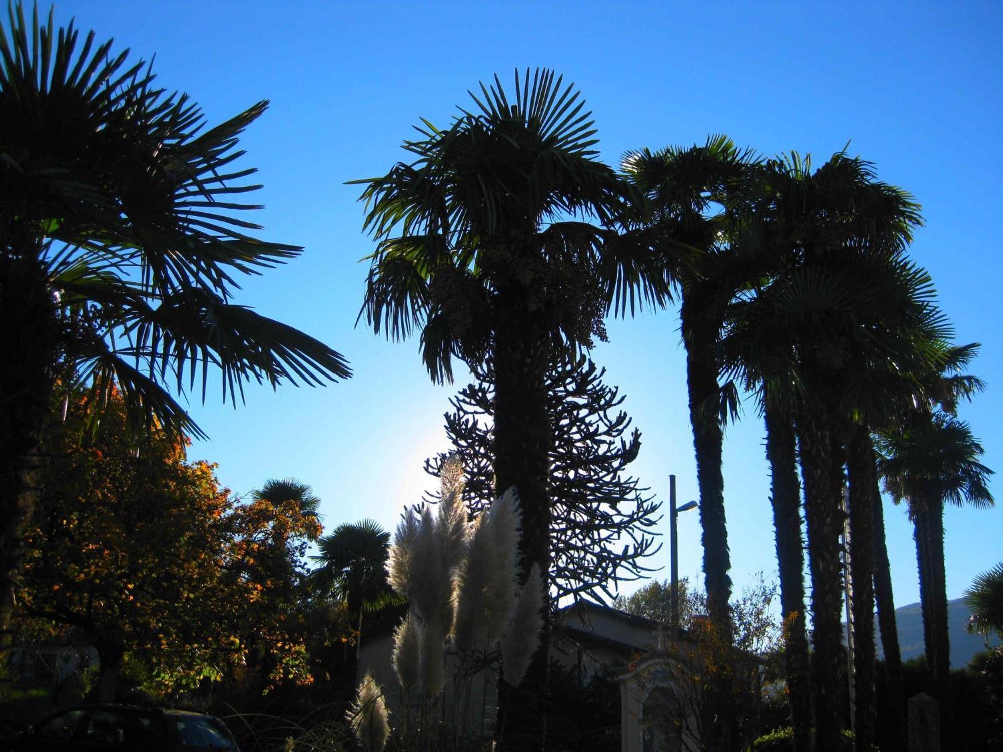 Villa Garni Gardenia Caslano Exterior photo